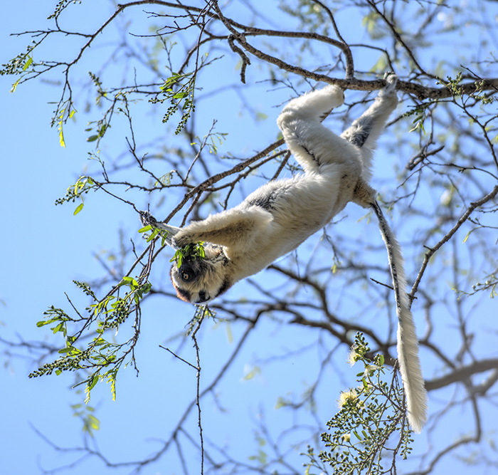 Verreaux sifaka eating